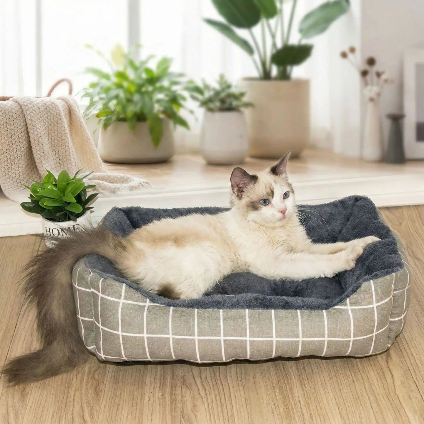 panier chat gris plante verte vase-blanc couverture